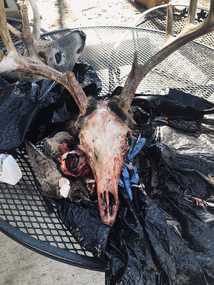 TandSShow's tweet photo. Shiner spent a little time yesterday starting the #EuropeanMount of the bucks that he and just dad took so far this #deerseason. Progress pics coming as he completes these.
#bowhunter #oklahoma #deerhunting #bigbucks #diy #shiner https://t.co/yXGISolKr0