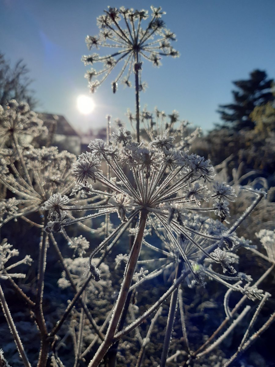 QRComposting's tweet photo. Glad I left the angelica stems up now https://t.co/U7vDuFLmtH