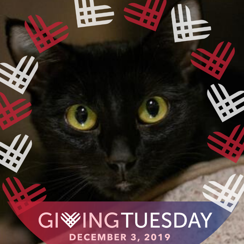 December is National Cat Lovers' Month! You can help feline friends like Zoey when you participate in #GivingTuesday on December 3. Your donation will help make home possible for shelter pets! Donate at myhswm.org/donate.