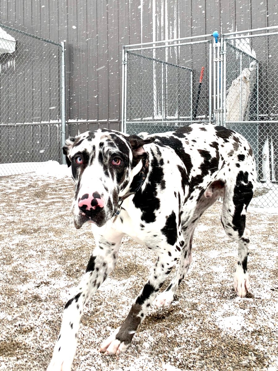 CanineAcresFF's tweet photo. The snow didn't keep our boarding pups from playing yesterday! What a great time they all had.
Holiday boarding is booking up quickly. To reserve your pet's spot visit us at https://t.co/g1WwIyozBe
#canineacresff #Fergusdogs #MNdogs #MNpetboarding #weekendupdate https://t.co/MFyTUcXXFD