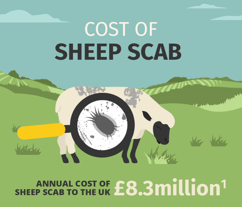 Sheep Farmers (@sheep_farmers) / Posts / X