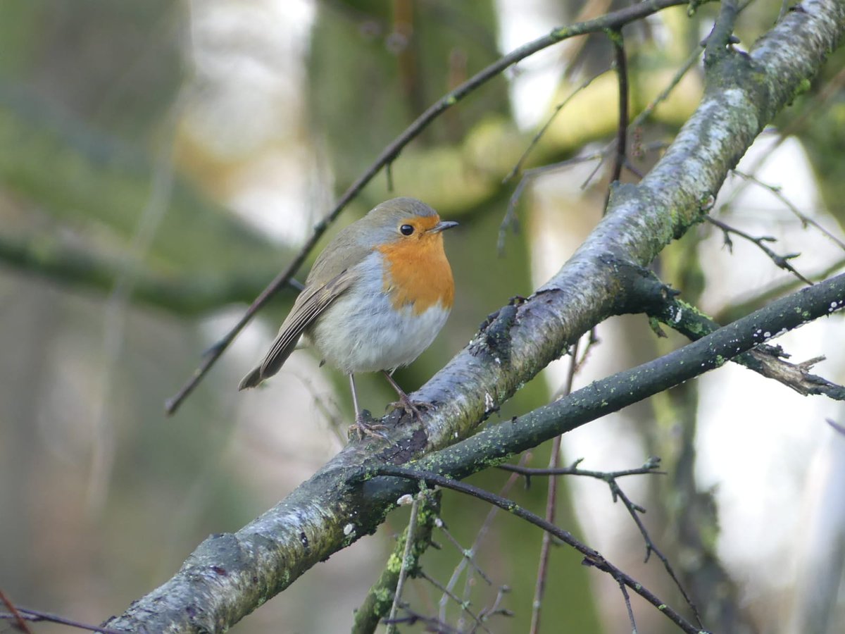 Dit weekend gespot rondom de Barendonk. Anne bedankt voor de mooie foto’s! #natuur #landvancuijk #barendonk #landgoeddebarendonk #beers #cuijk #vogelspotter #vogels #niemandiseenbinnenmens #natuurliefhebber