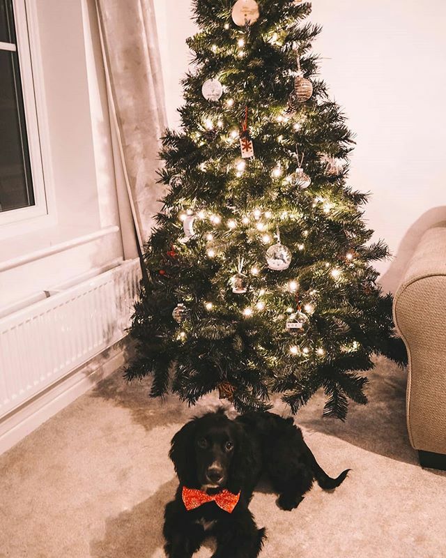 wanderlustpulse's tweet photo. Just look at him 😍 Absolutely buzzing with how well he is doing with the Christmas decorations 👌 https://t.co/CShs0VAy2N https://t.co/6jPOjeePzV