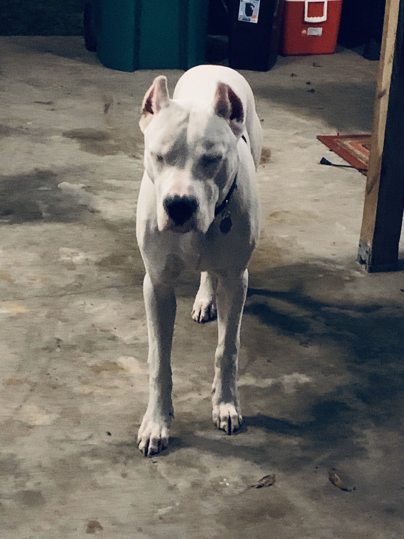 6 month old dogo argentino 2025