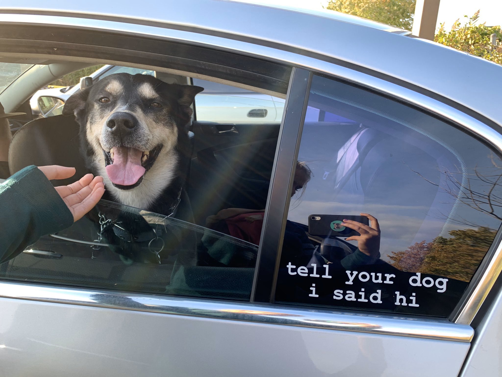 We rate top dogs shop