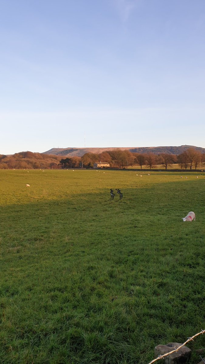 Cheeky Charlie really enjoying his walk today 🐕🥎😁🌞 
<a href="/AnglezarkeNet/">Anglezarke</a> <a href="/CassMark3/">Cass & Mark</a> <a href="/unitedutilities/">United Utilities</a> <a href="/yourdog/">Your Dog Magazine</a> <a href="/BCTGB/">Border Collie Trust</a> <a href="/BestDogPhotos/">Best Dog Photos & Dog Walks UK</a> @Vets4PetsGroup <a href="/VetsNowUK/">Vets Now</a>  #dogsoftwitter #SundayFunday #beautifulday #collie