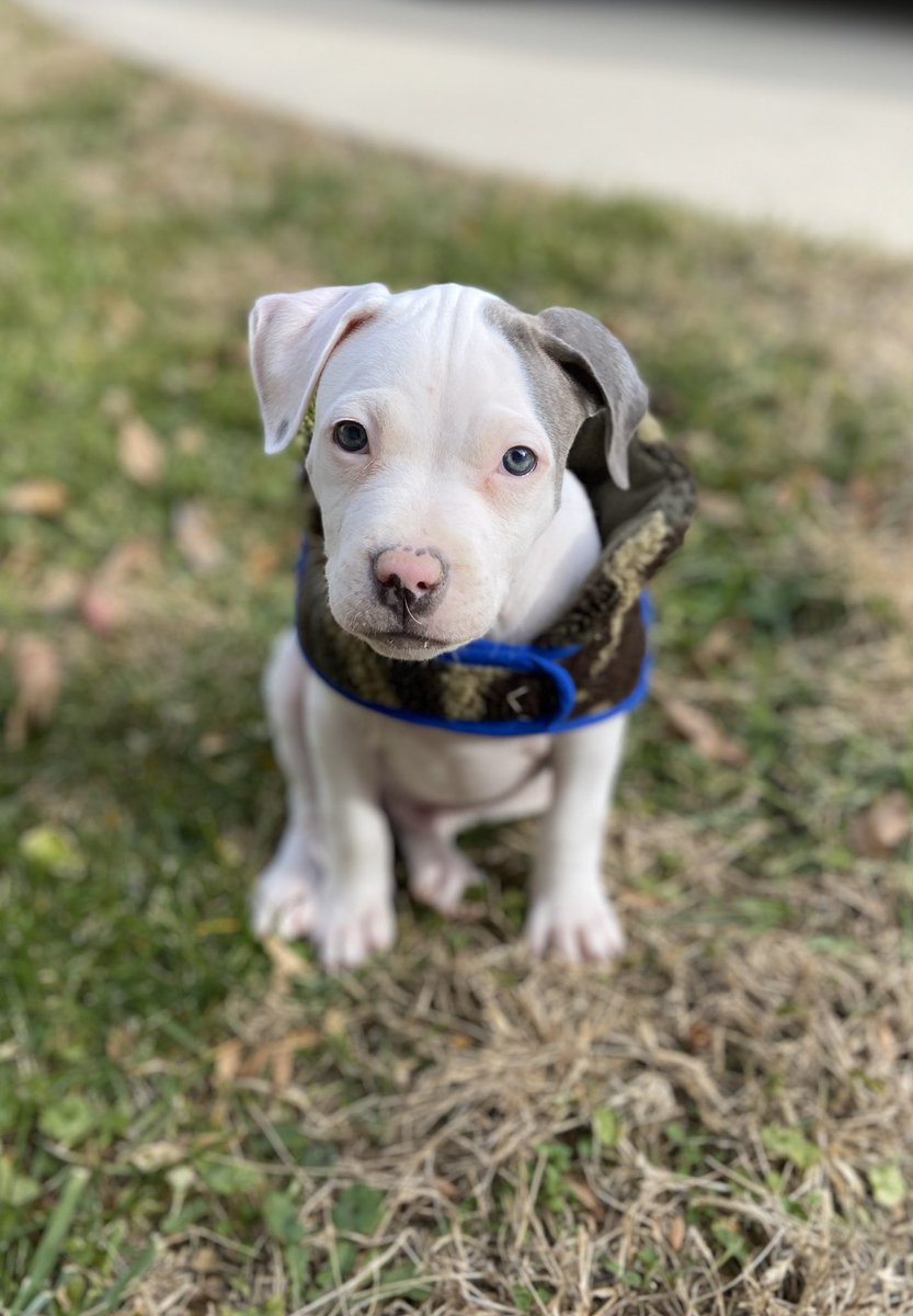 sydductionn's tweet photo. had ourselves a little photo shoot yesterday💙. #HeyGotti🐶🐾 #DonStatus https://t.co/8ijUoHRFQS