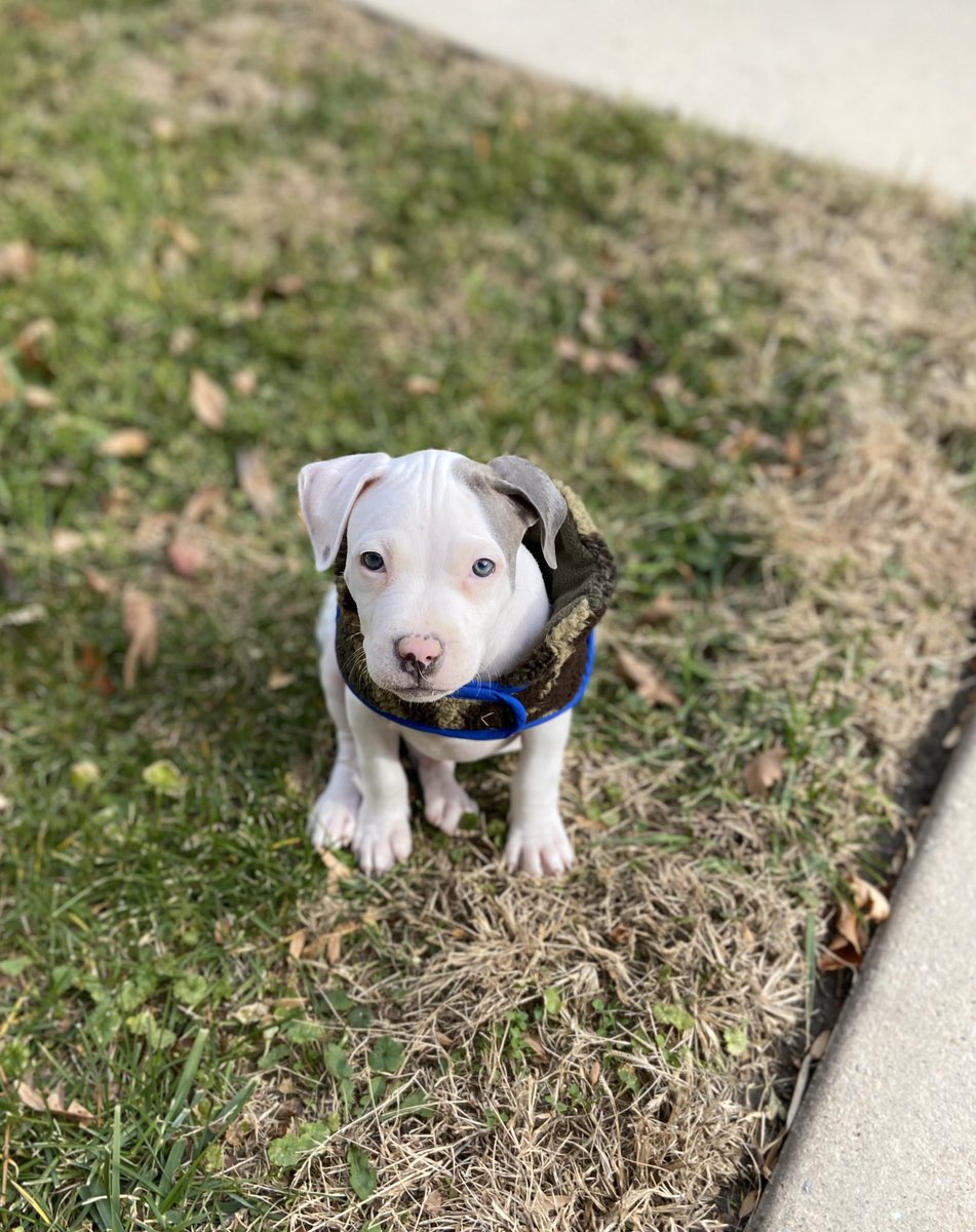 sydductionn's tweet photo. had ourselves a little photo shoot yesterday💙. #HeyGotti🐶🐾 #DonStatus https://t.co/8ijUoHRFQS