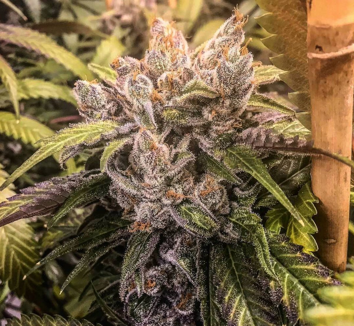 DJShortSeeds's tweet photo. DJ Short Flo reposted from @mobydill420 #Flo #oldworldgenetics #growyouown #dropseedsnotbombs #cannabis #maryjane #DjShort #budporn #weedporn #nugshot #highsociety #stonernation #hightimes #cannabisculture #weedsociety https://t.co/joDHCvK1cs