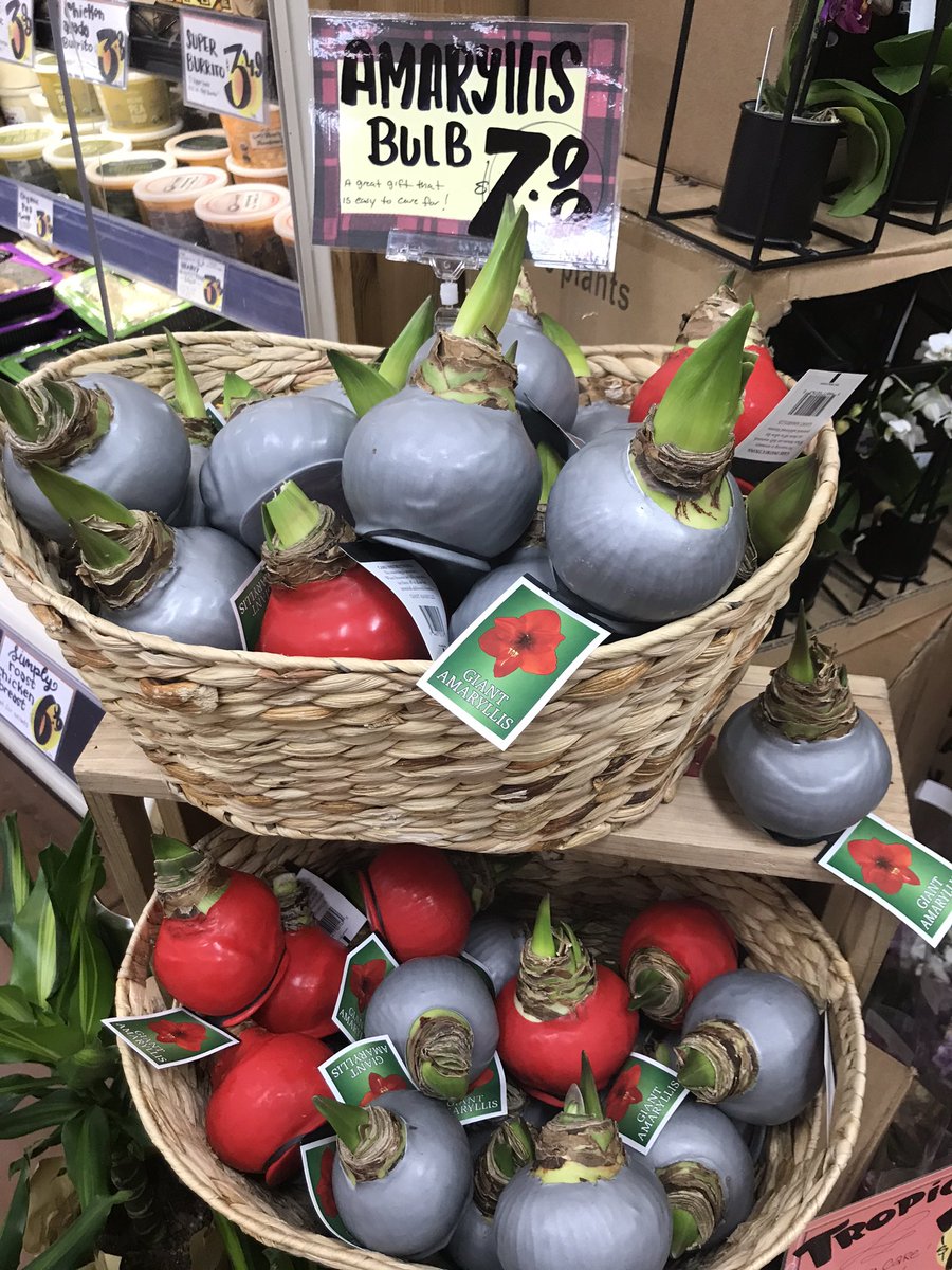 Geophytology's tweet photo. It’s that time of year! 

The time when #Amaryllis (actually #Hippeastrum) bulbs are dipped in hot wax and sold in some stores. 

#Geophytes are so tough AND b-e-a-utiful! #PlantsAreCoolToo #TeamBulb https://t.co/ZYDiBZ41K6