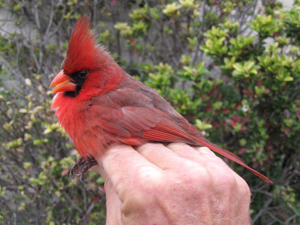 Here's a cardinal with bilateral gynandromorphism banded by the Inland Bird Banding Association. In other words, this bird is intersex, with both female and male plumage. 

Feel free to show to your Boomer relatives who think Millennials invented genderfluidity.