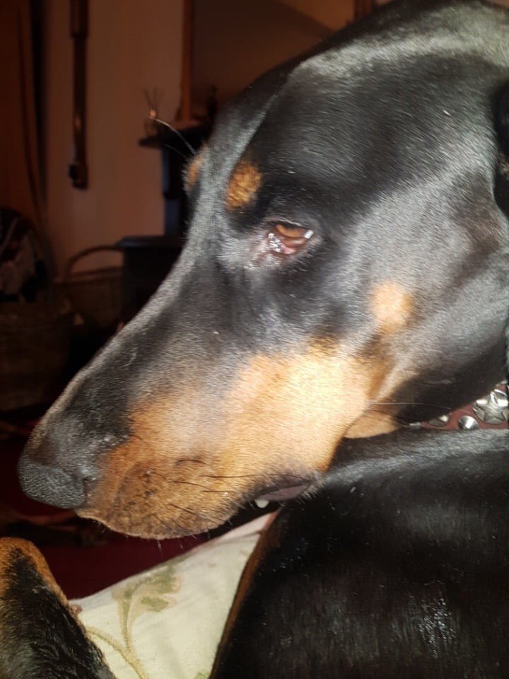 ⬇️⬇️URGENT #NissanNavara DARK BLUE #PickUp TRUCK was taken from #OrstonShootingGround in main #Carpark REG..SR12 GAO turned left 2wards #Bottesford DOG IN VAN #doberman recovering leg op 
NO SHOT GUNS TAKEN pls help & RT TY 
facebook.com/18555033183925…