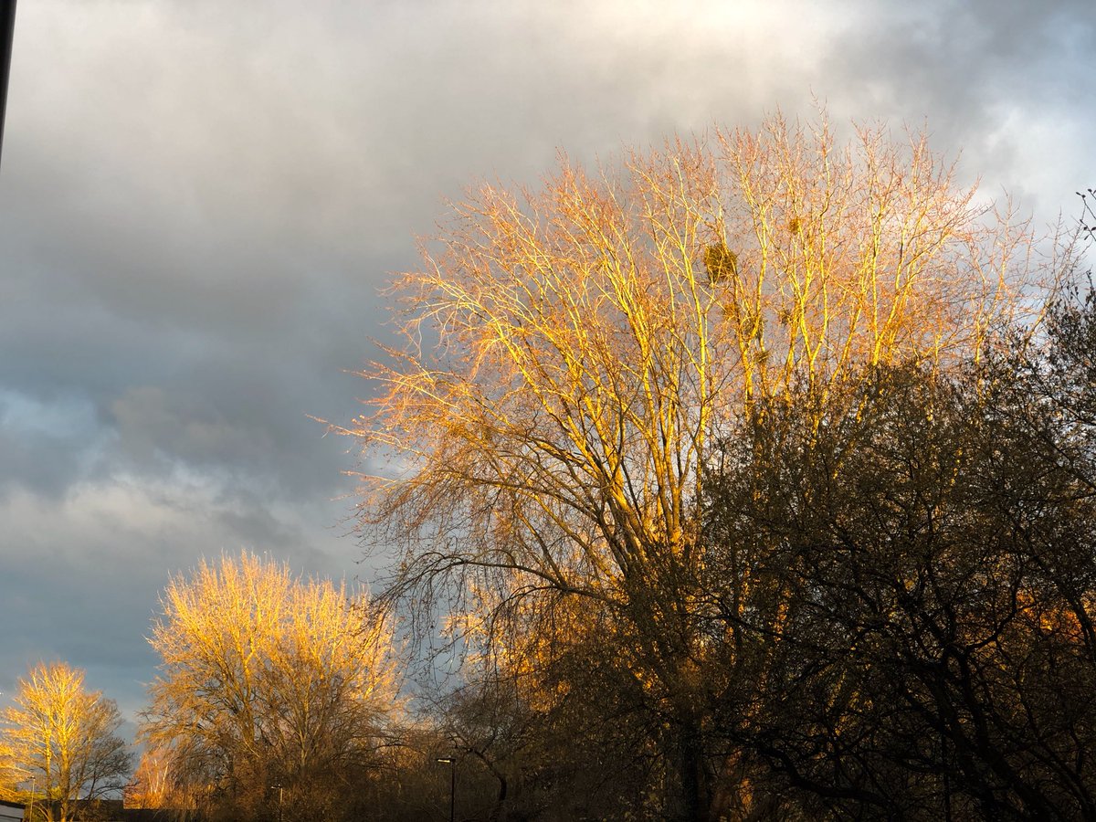 tillingtonchum's tweet photo. Late afternoon....Sunlit treetops from the edge of the valley.
#trees #sunlight #WestonCommon https://t.co/faoUTTMbPC
