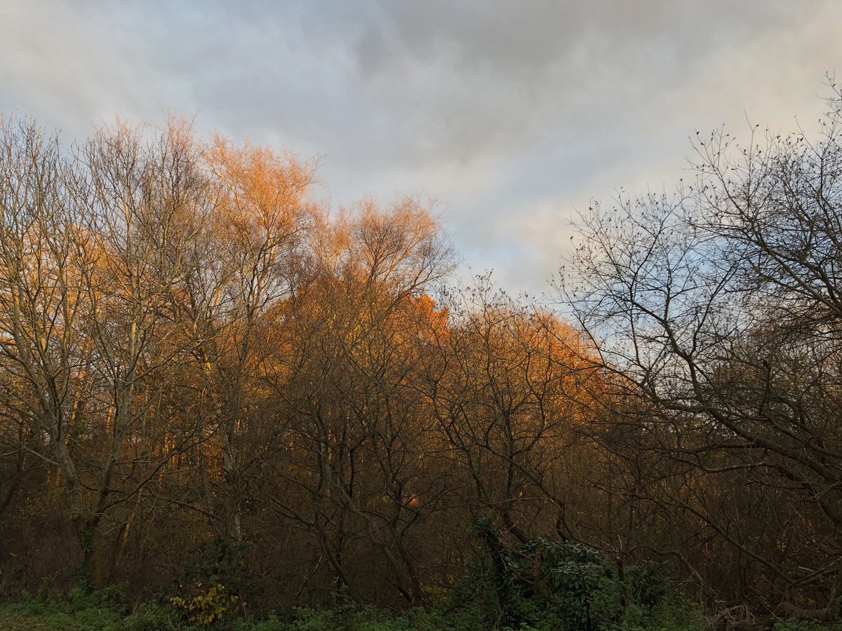 tillingtonchum's tweet photo. Late afternoon....Sunlit treetops from the edge of the valley.
#trees #sunlight #WestonCommon https://t.co/faoUTTMbPC
