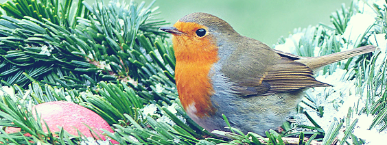 goodgifting's tweet photo. Happy December! 🎄 - https://t.co/wBeRdf090v https://t.co/QaWvESCg3E