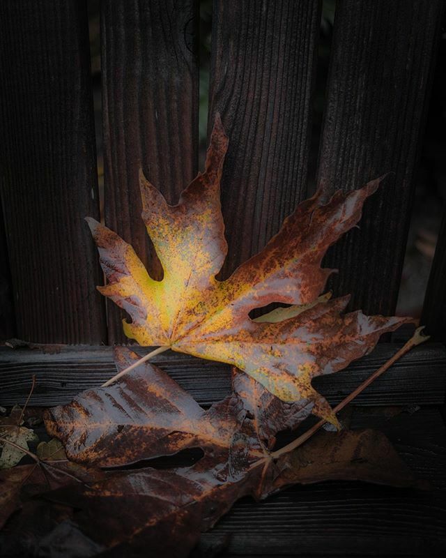 A lone leaf enjoying a bit of repose before being blown by gale-force winds into a pile with thousands of its kin. #gigharbor #autumn #leaves #fall ift.tt/34EFz1z