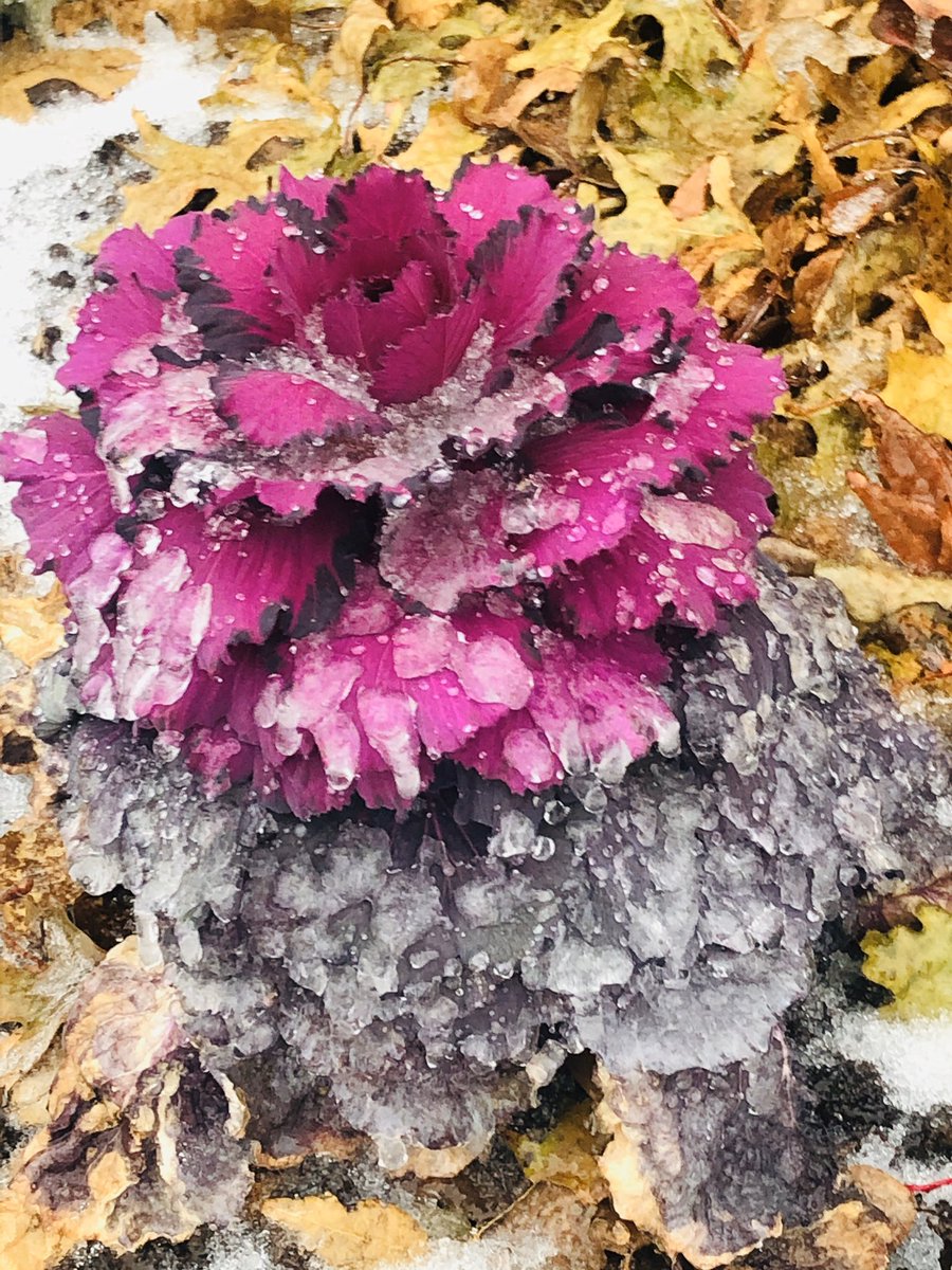 Frozen