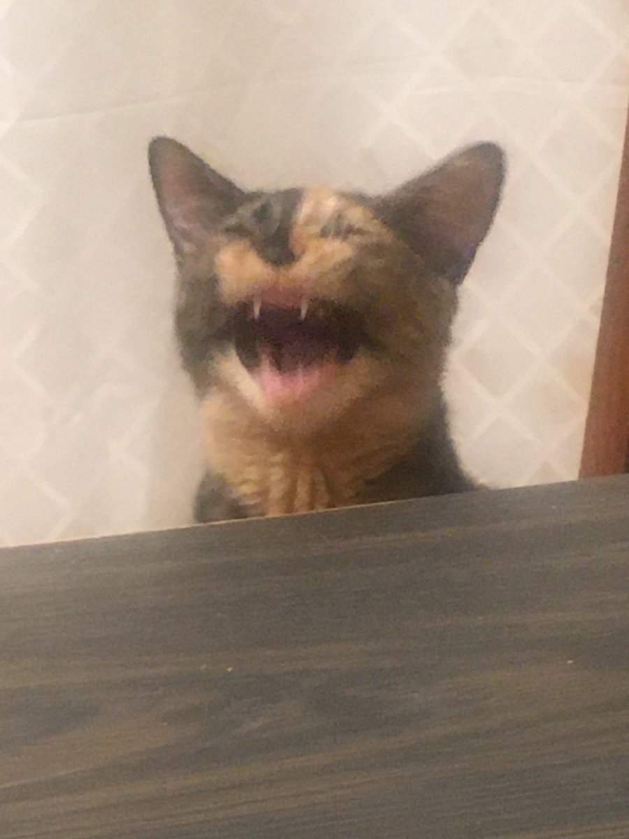 RedSabrie's tweet image. She is too precious