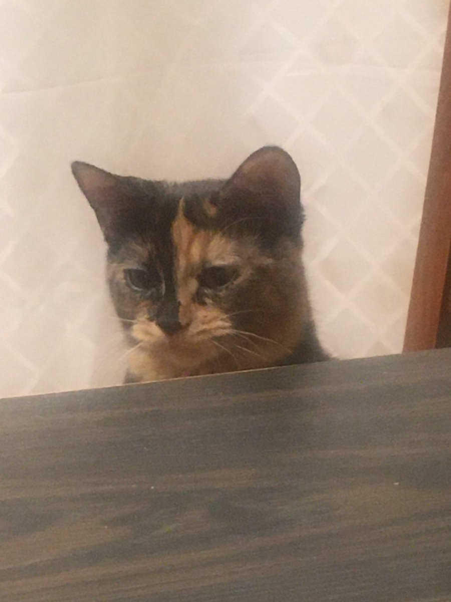 RedSabrie's tweet image. She is too precious