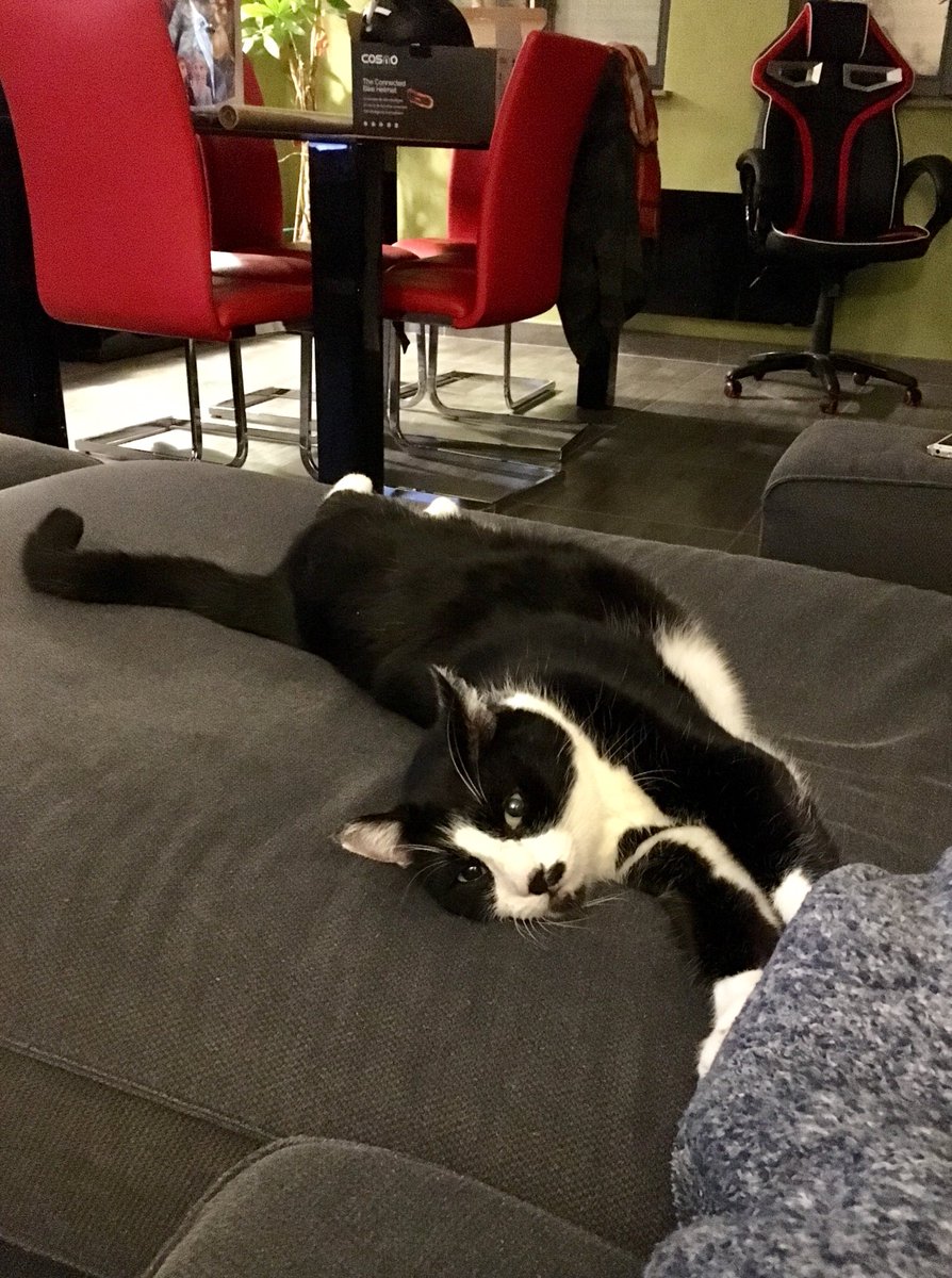 MoustacheFu's tweet photo. Je vous manquais ? https://t.co/tyestRCSS1