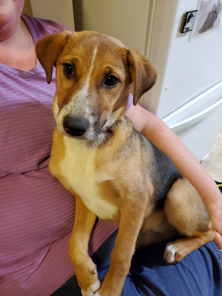 redemption_inc's tweet photo. Sweet Lacy is only @ 25 lbs, close to 6 mos old, very sweet pup! Loves to play of course. Outgoing, friendly can be active but also loves to cuddle. Great family dog! https://t.co/AlirfCazMB