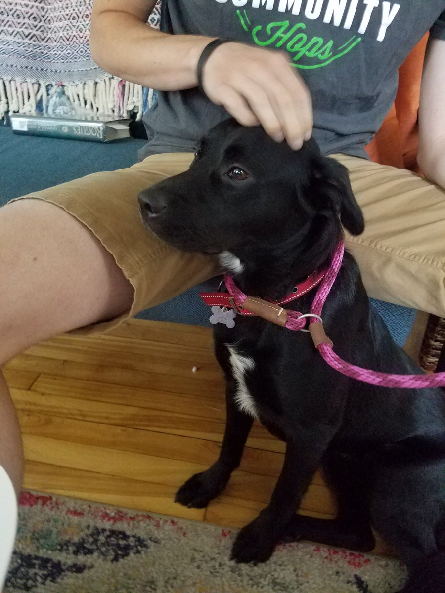 redemption_inc's tweet photo. Maple Ann is such a sweet girl! She loves other dogs and has a wonderful temperament. She is @ 1-2 years old, @ 35 lbs. https://t.co/FfciKZS2Y5