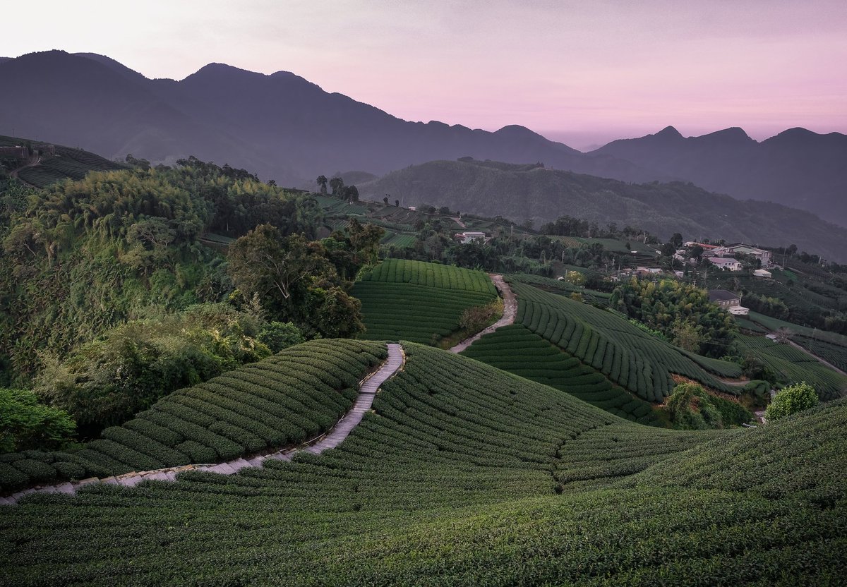 B_Lezon's tweet photo. How to Tea-Taste Your Way Through Taiwan #travel #tea #museum #culture #asia https://t.co/91Tu1zESj5 https://t.co/a199ySEEMU