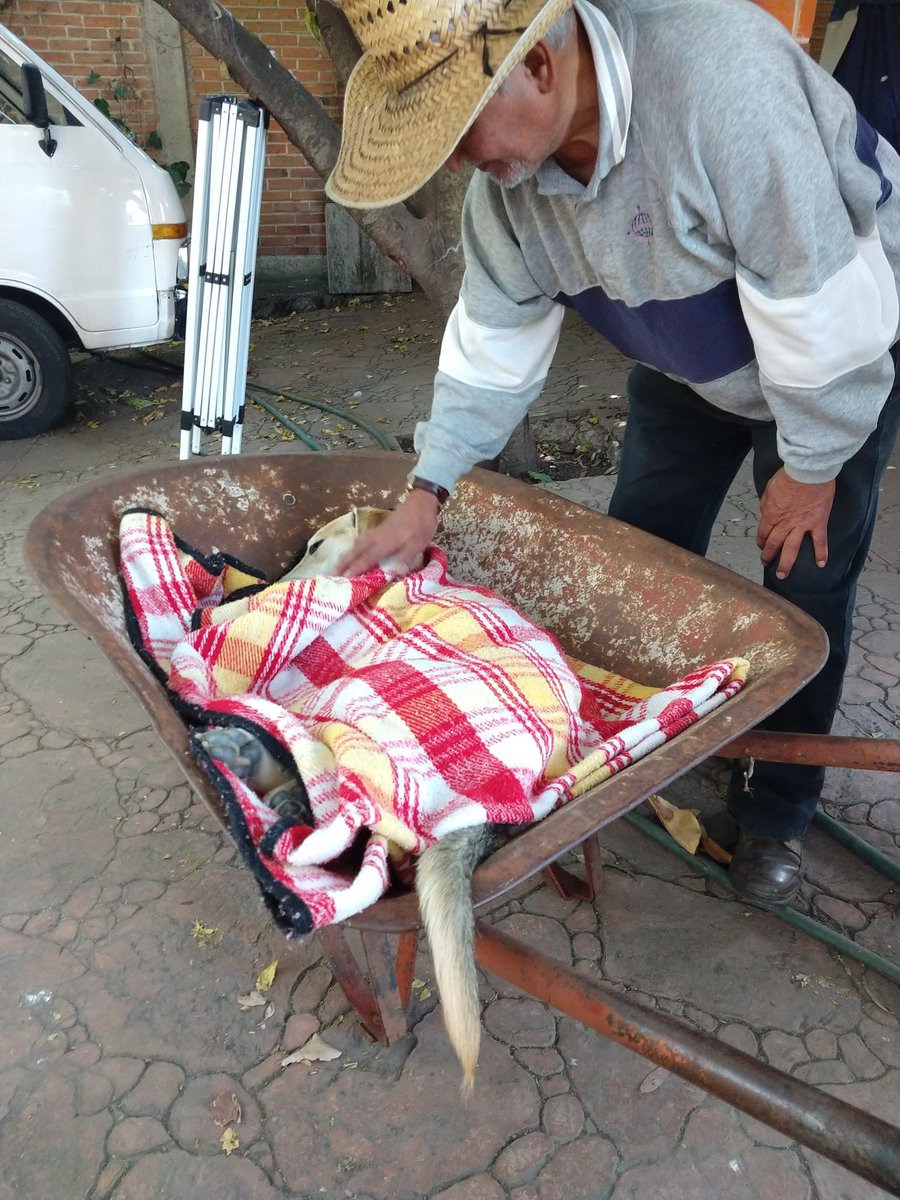 Este abuelito de 80 años llevó en una carretilla desde muy lejos a su perrita para que la esterilizaran. 
Esto sin duda es puro amor 💓 

(Fotos <a href="/Perrosenlacalle/">Alfredo Marquez T.</a>)
