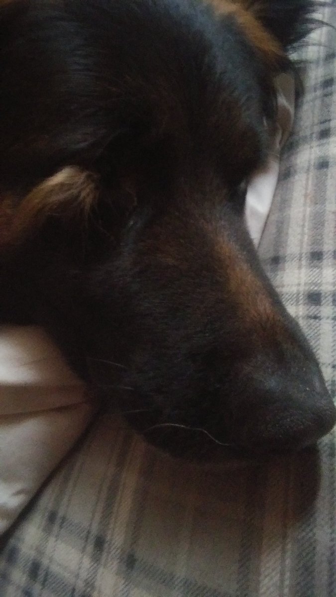 CaptainTheGerm1's tweet photo. Snowy Sunday. Good day to be lazy #SundayMorning #sundayvibes #Sunday #lazyday #GermanShepherd #SNOWANGEL #dogday #doglife #Dog #dogsoftwitter https://t.co/zLvyMecvi3
