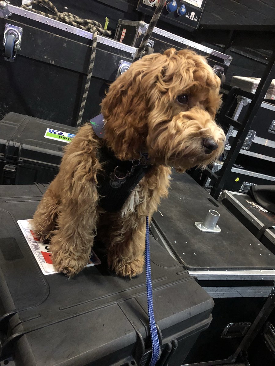 karenlambert01's tweet photo. Busy day at @O2ApolloManc for Paolo Lambert!🐶 #paololambert #paolothecockapoo #busyday #casualpose #manchesterapollo #cockapoopuppy #gigdog #dogsatgigs @InspiralGraham https://t.co/O0miN65wHj