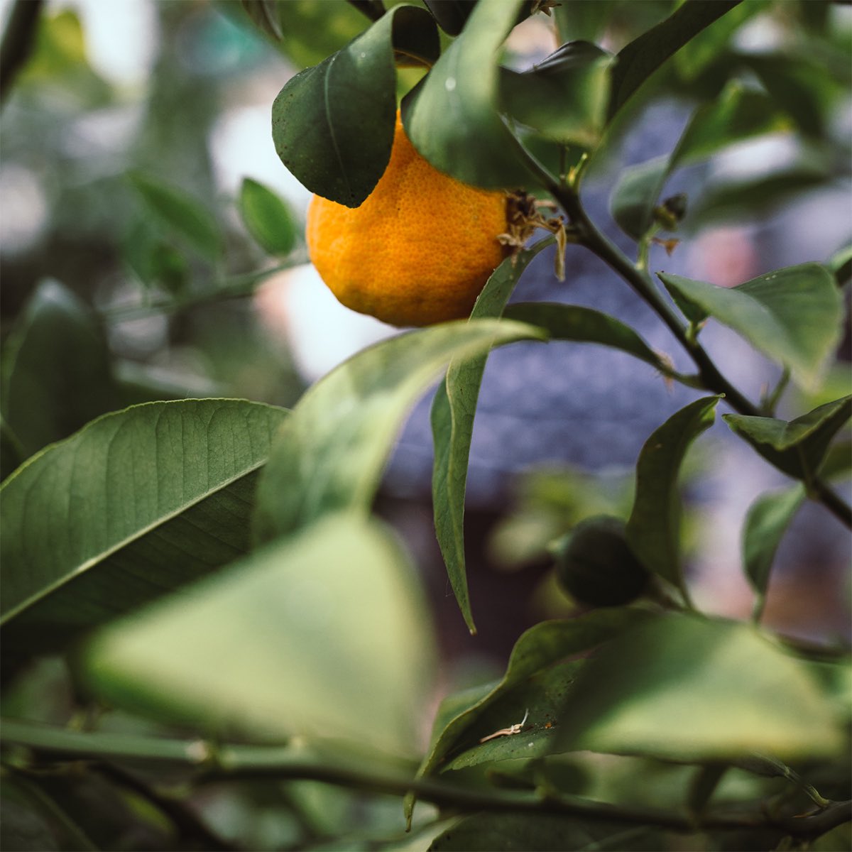 Winter is citrus season, and we couldn't have been happier to receive the fruits of a good crop of Guernsey-grown mandarin limes when they were harvested recently.  

Photo: Tiffany Anna Photography