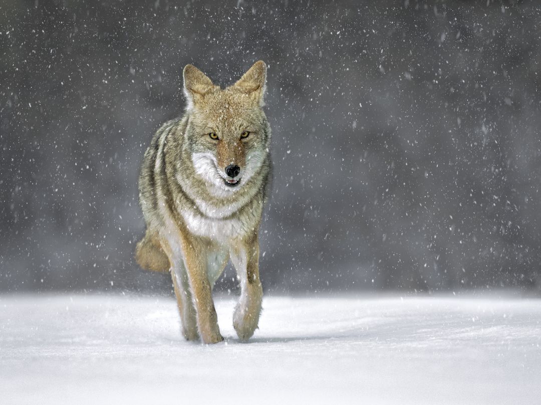 A fierce-looking #Coyote walked through the snow with this amazing new shot from Picfair member, <a href="/juliasimages/">Julia's Images</a>. Great work Julia, nailed it! 👌

Purchase prints and digital downloads from Julia's Picfair Store: juliasimages.picfair.com

This image: picfair.com/pics/09350437-…