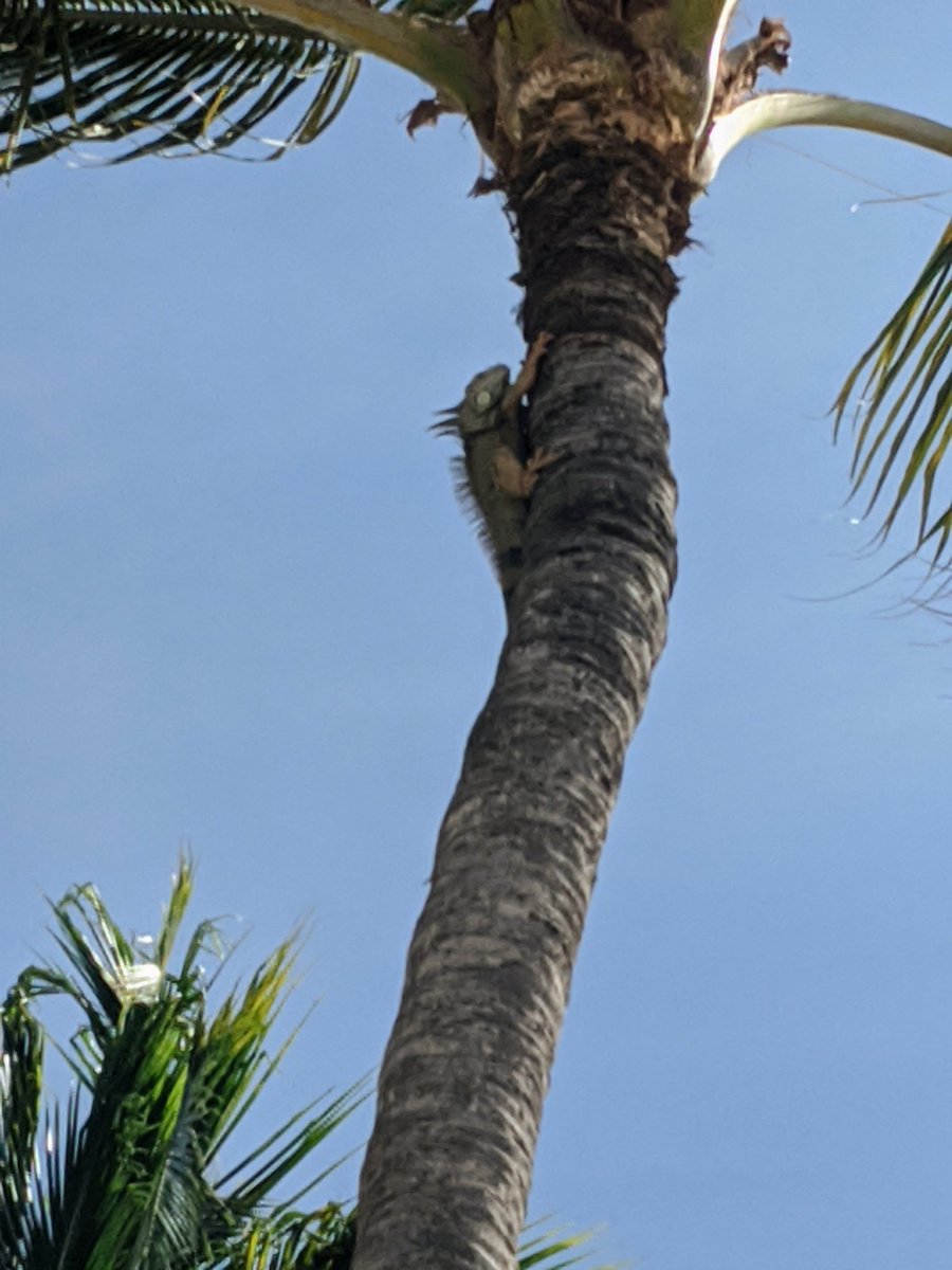 shiro_oni's tweet photo. Haven't seen an Iguana climbing a palm tree on the beach before. https://t.co/EZYZP2jkS5