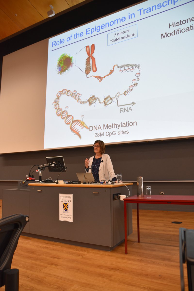 TranscriptACT's tweet image. Susan Clark has started the day with her presentation on reprogramming of the cancer genome and epigenome in 3D #actxvi19 16th Asian Conference on Transcription @GeneticsOtago