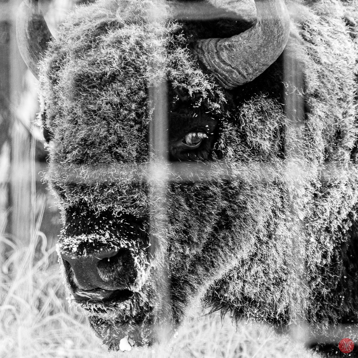 From this morning trip out to a frozen park. #elkisland #photography <a href="/supercellsid/">Sid</a>