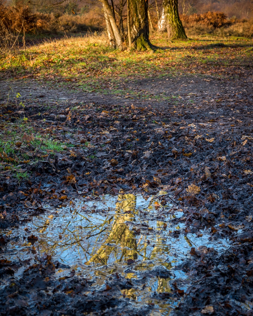 MattBoxley's tweet image. Not too sure about this one. Maybe there is too much dead space in the middle of the image but then again maybe not? #WinterIsHere #Treereflection #Sundayshare