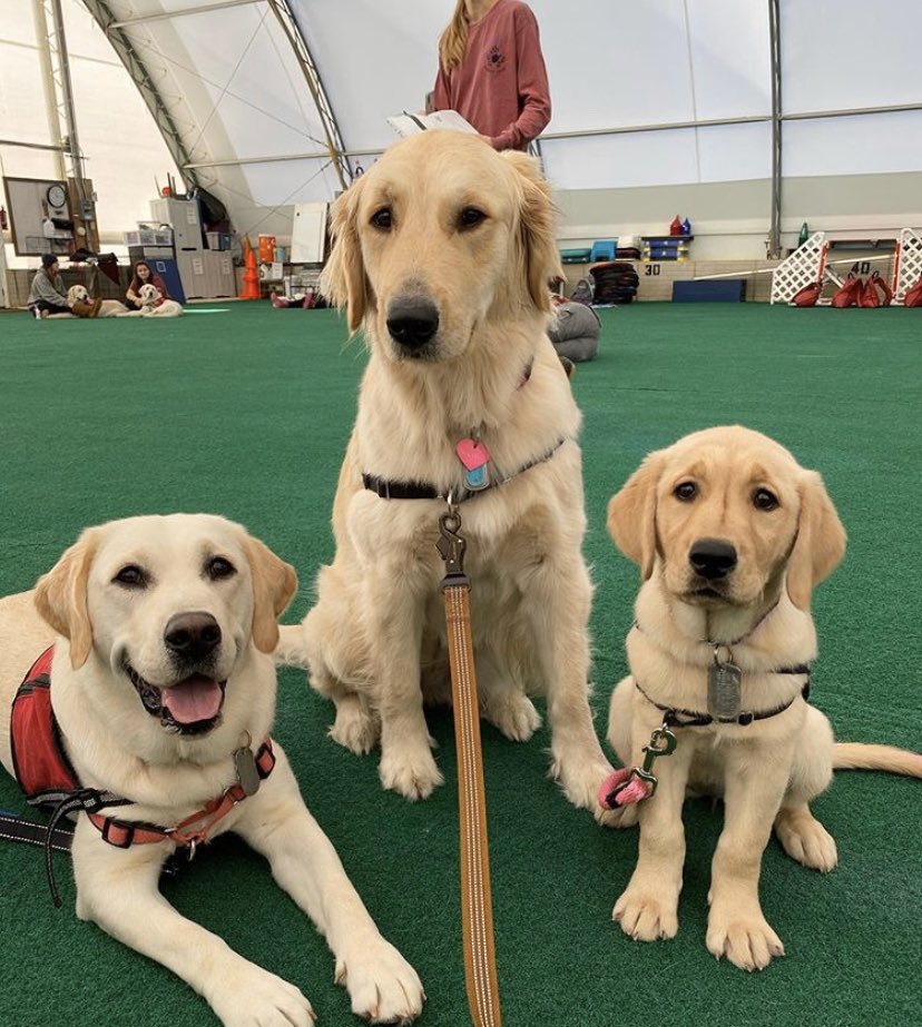 4paws_sitter's tweet photo. got to. see big. puppers today. i hope. to be big. and cute. like tia. and valveeta. https://t.co/xNFveO12Ic