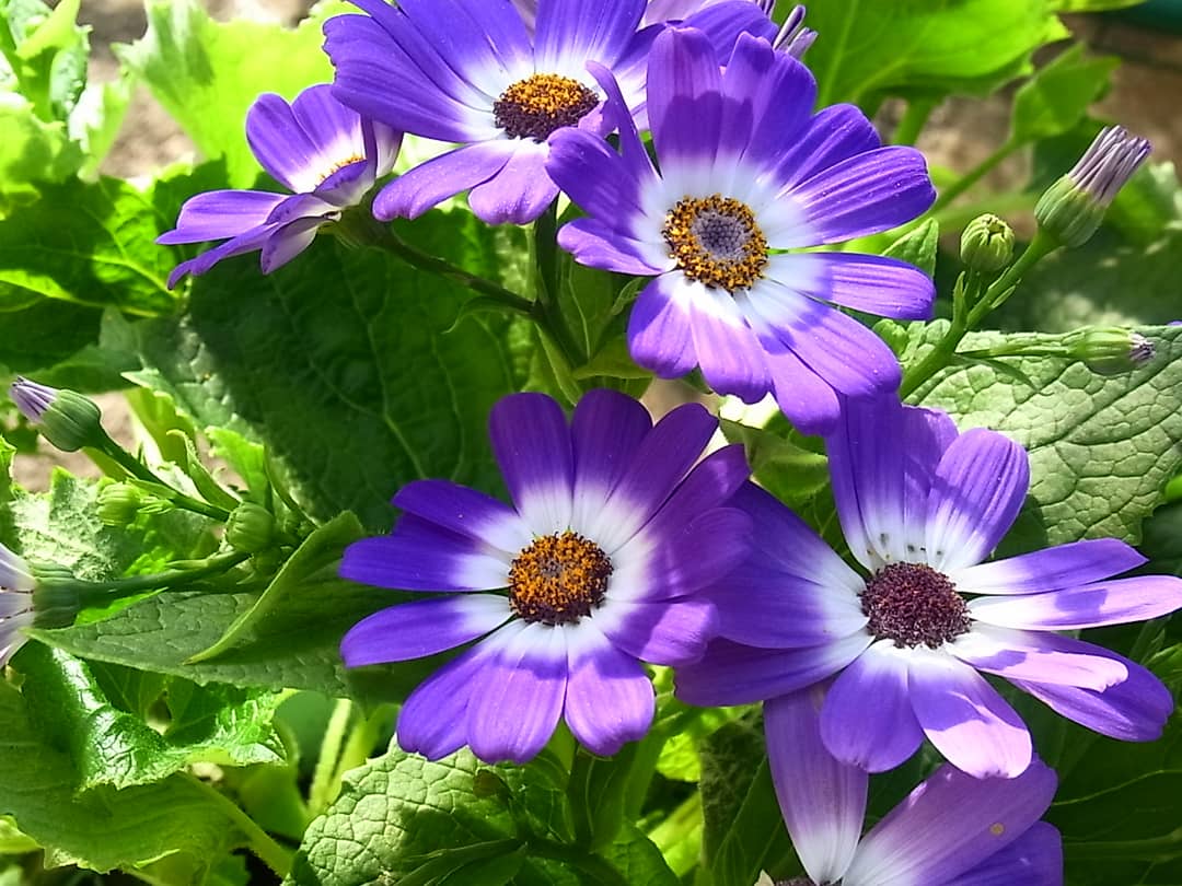 つーちゃん サカイユミコ على تويتر 誕生花 12 2 シネラリア サイネリア