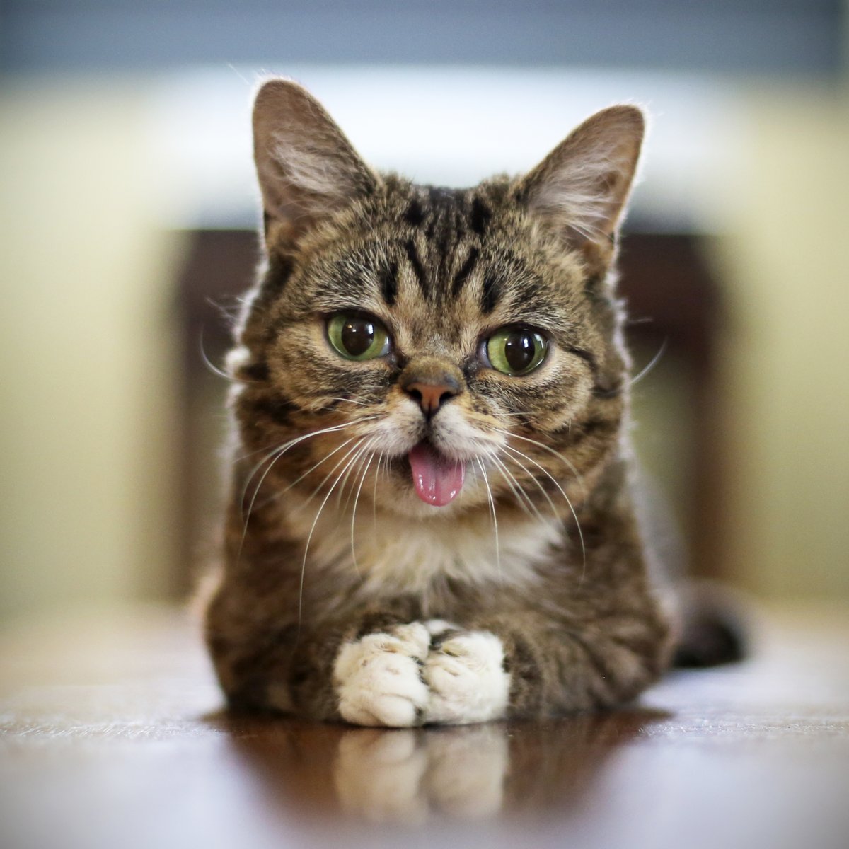 RIP Lil Bub, the famous internet cat with a heart of gold EKulEfYXYAAsSz7