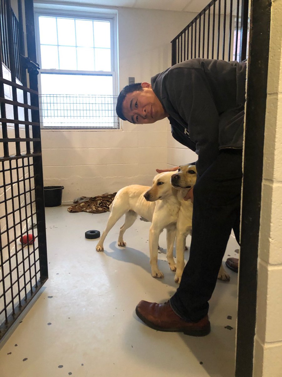 AndrewYang's tweet image. My #PledgeForHumanity was to help out the great people at Hudson Valley Animal Rescue - they found homes for 700 dogs and cats this year alone. 😀👍 hvars.org