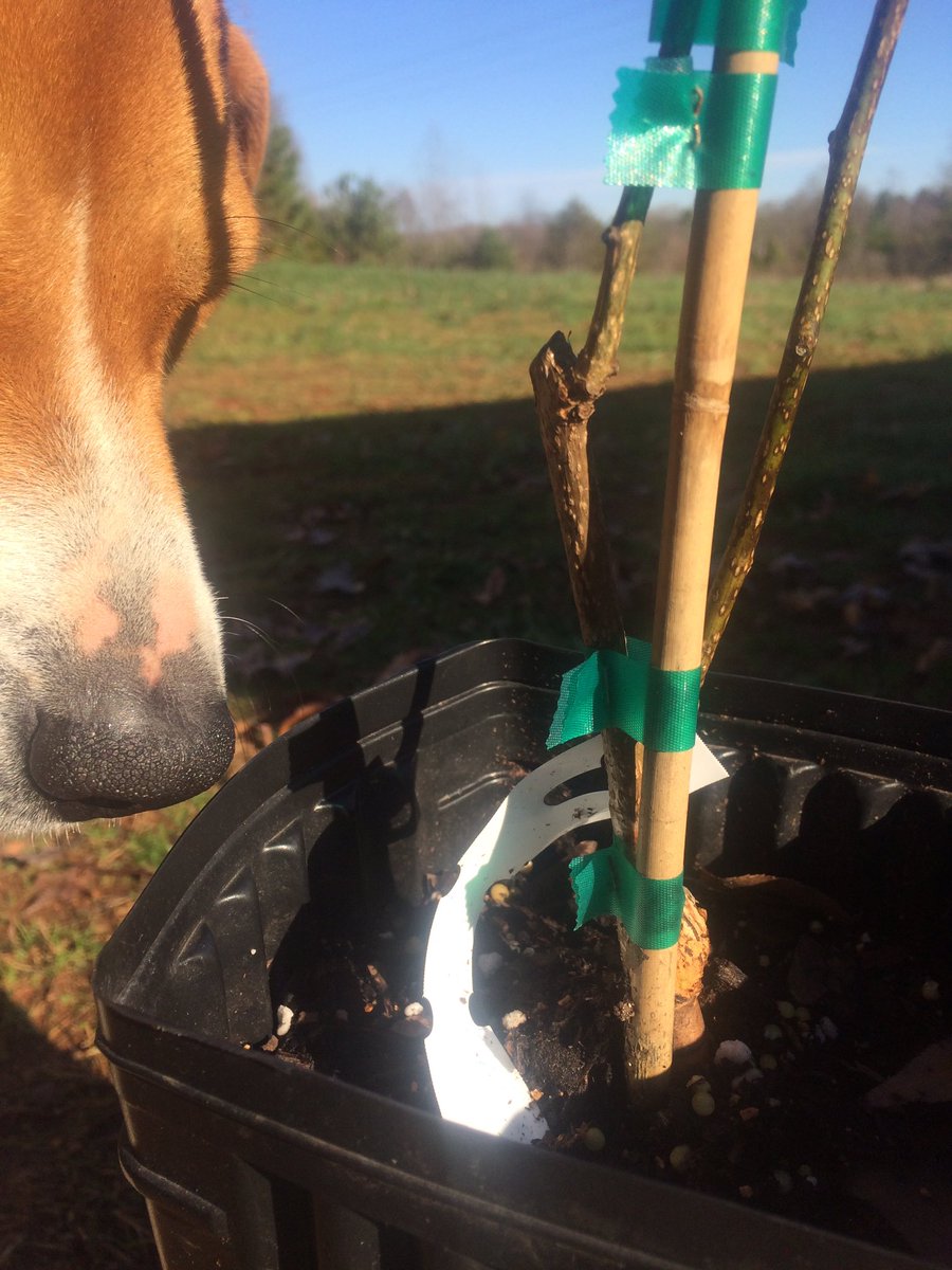 OldmixonF's tweet image. Planted a fruit tree 👍🏼#PledgeForHumanity