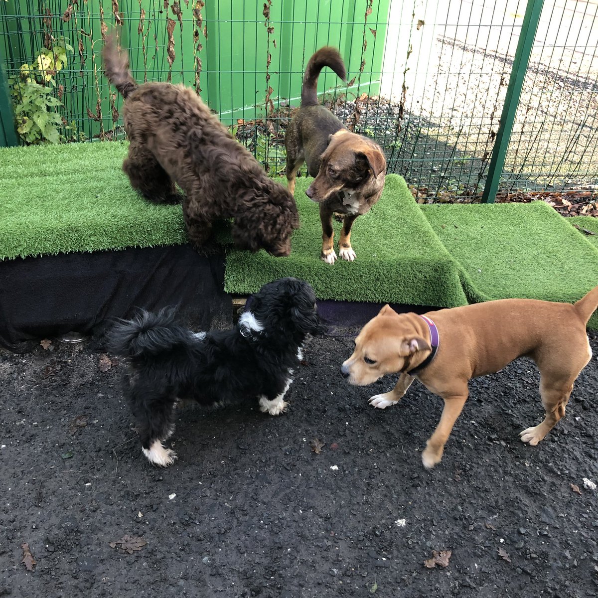 EdenWellDog's tweet photo. Fridays daycare with Jenga, Domino, Rosie, Rene, Diego, PJ, the 2 Ruby’s and drop-in visit to Ivy &amp; Aura recovering from their op 🐶 #cockapoo #shihtzu #frenchbulldog #labradoodle #staffordshirebullterrier #dachshund #whippet #folkestone #dogwalkerfolkestone #doggiedaycarelife https://t.co/XeKvvcpJmD