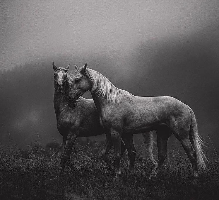 شئیـــخ سیـــــلور silver tweet media