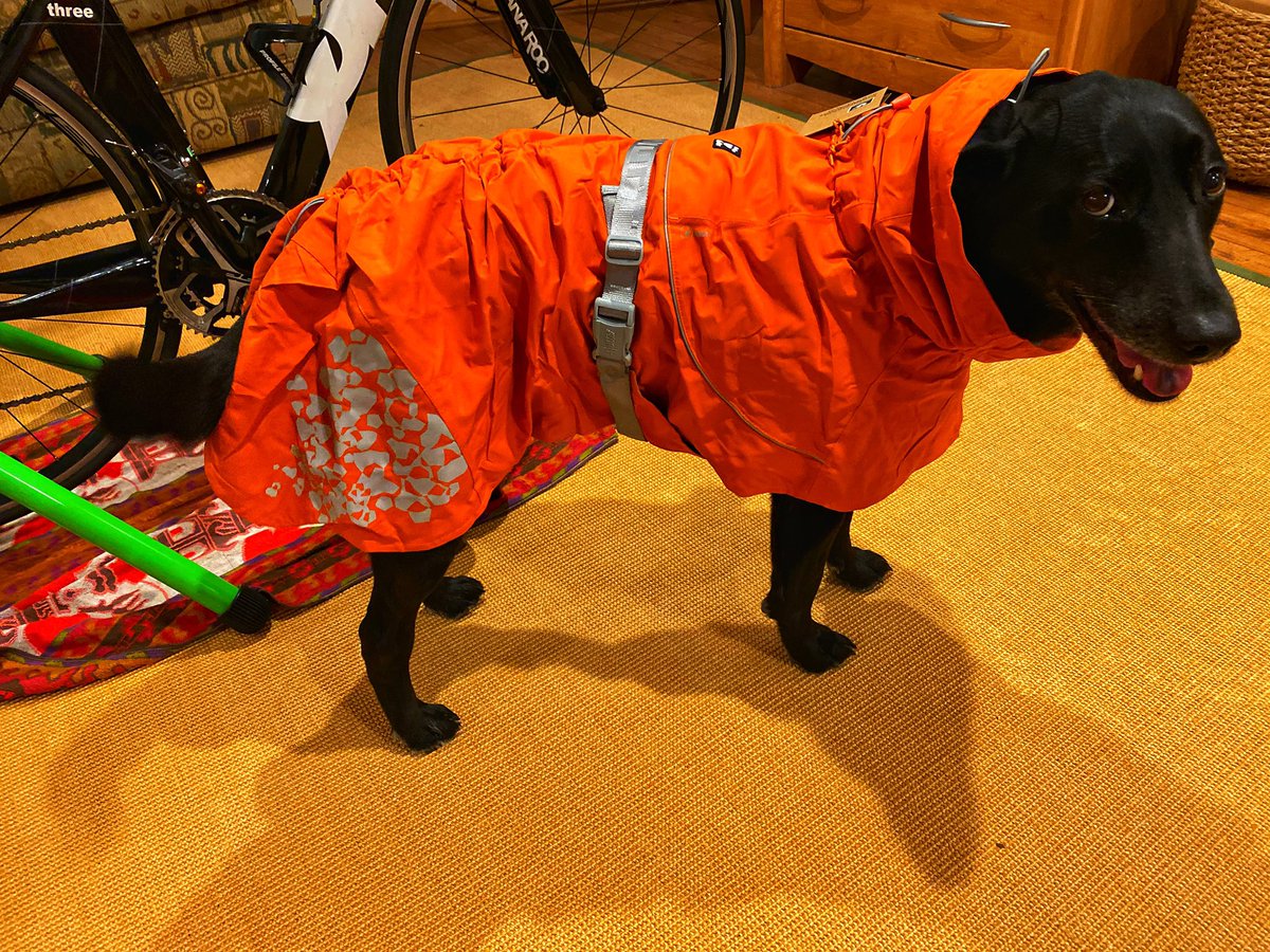 sofi_dog's tweet photo. They got me a raincoat. https://t.co/FyMwZlWGlo