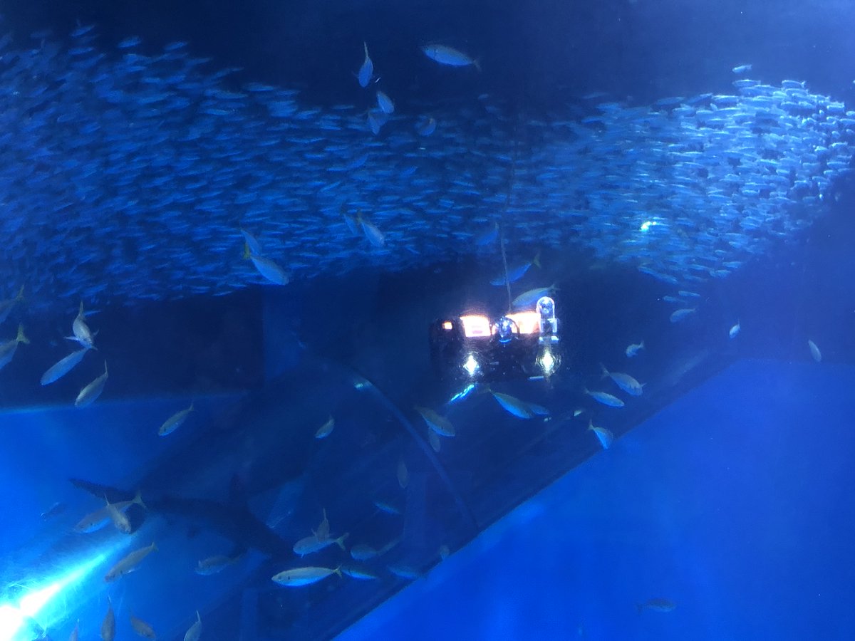 Virtual_Ocean's tweet photo. 今日の八景島は雨が降ったり止んだりだけど水族館内は濡れないから安心だブッチよー🐬🐬
八景島シーパラダイスで水中ドローンを操作しながら水族館の水槽を楽しめちゃうイベントをやってるブッチよー🐬🐬

#VOP #バーチャルオーシャン #海と日本 https://t.co/VCY7pRcvIJ