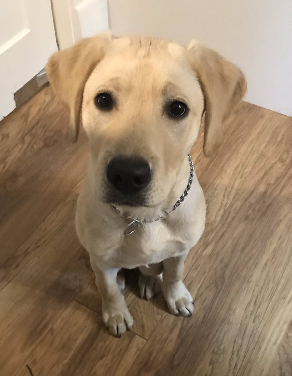 mrsruthinglis's tweet photo. Lovely to trade one alarm for another! So fortunate to be starting retired life with @WeDoGymRight #nomorebells #timetoplayoutside 🐶🐶🐶🐱 https://t.co/eZCPmOsQDY