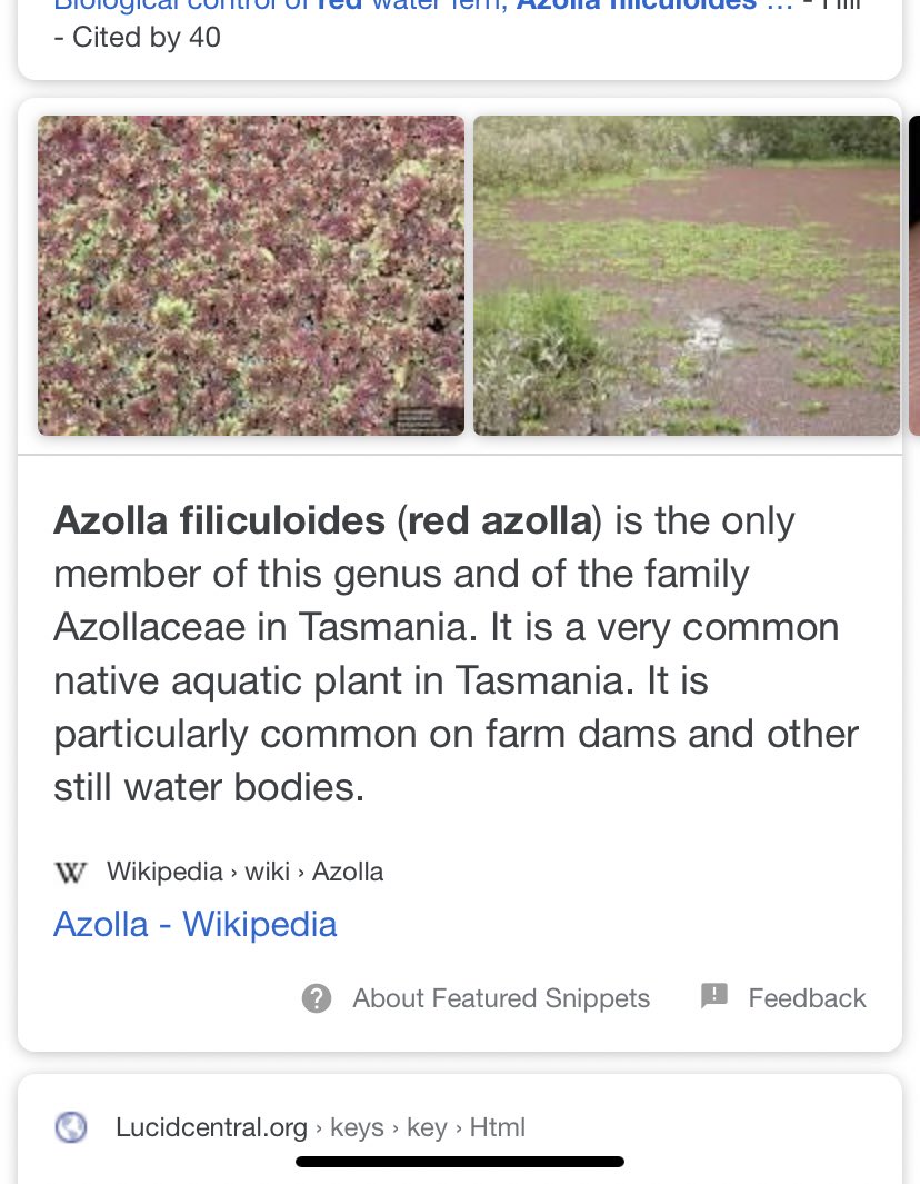 Screenshot of Google search showing the mystery plant in question.  it reads “Azolla filiculoides ( red azola) is the only member of this genus of the family Azollaceae in Tasmania.  it is a very common native aquatic plant in Tasmania it is particularly common on farm dams and are there still water