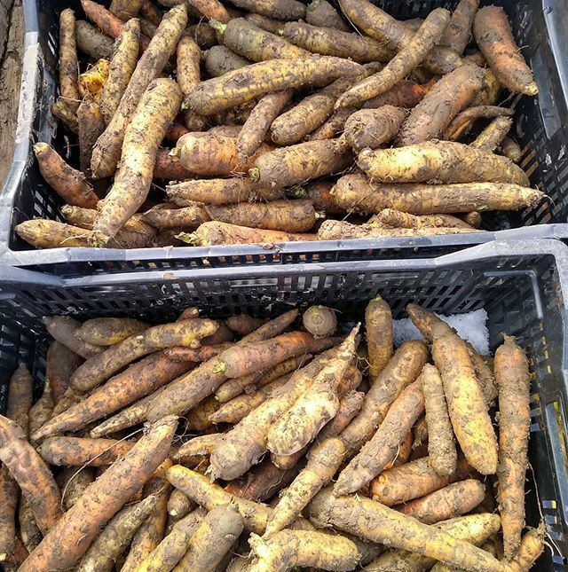 CrookedCuke's tweet photo. About 300 pounds of delicious dirty carrots were donated to #feeditforward. And that wraps up the season! https://t.co/IiCz23KQ59 https://t.co/RZaOzdltIK