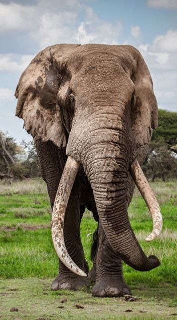 FAFierroP's tweet photo. "Rayuela: Pese a maledicencias, asegunes y resistencias
 de “conservadores”, de uno y otro signo, el “elefante” comienza a moverse".
@LaJornada

@lopezobrador_ @GobiernoMX #ElefanteReumático #ElefanteDeLa4T #PrimerInforme #PrimerInformeAMLO 
@JesusRCuevas @ComGobiernoMx #4T https://t.co/JfapPjC6ob