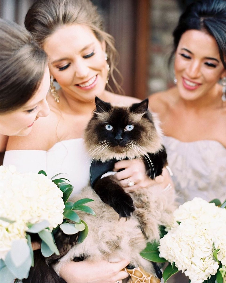 Happy #NationalCatLoversMonth 💙🐱🐈 sharing this gorgeous 📷
@kellilynnphotography
@apiaryfinecatering 
@caitlingilliam @DanaPeddicord 
@woodlandandivory 
@fieldsinbloomky 
DJ: Yancey Entertainment
Film: @photovisionprints⠀
#petsatweddings #catsatweddings #petfriendlywedding